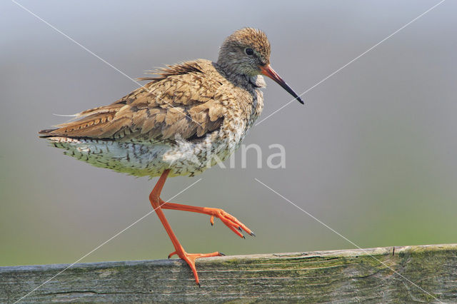 Common Redshank (Tringa totanus)