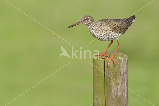 Common Redshank (Tringa totanus)