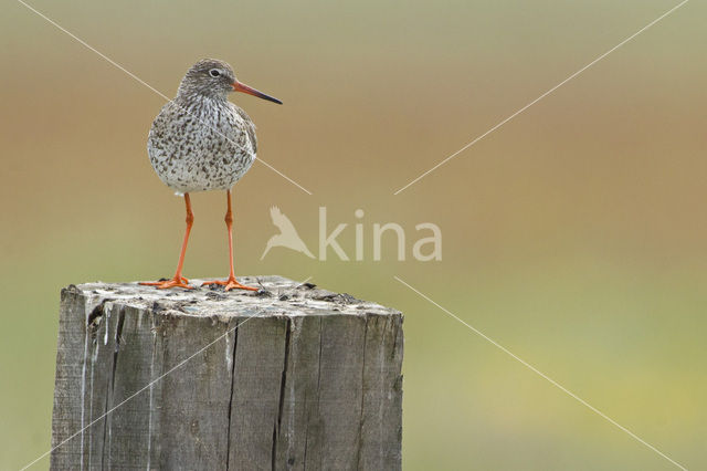 Common Redshank (Tringa totanus)