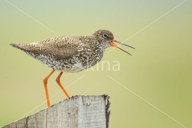 Common Redshank (Tringa totanus)