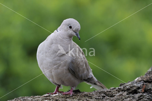 Collared Turtle Dove (Streptopelia decaocto)