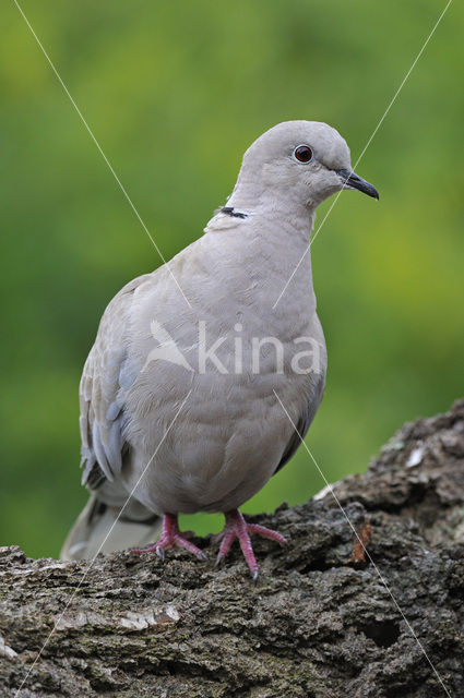 Collared Turtle Dove (Streptopelia decaocto)