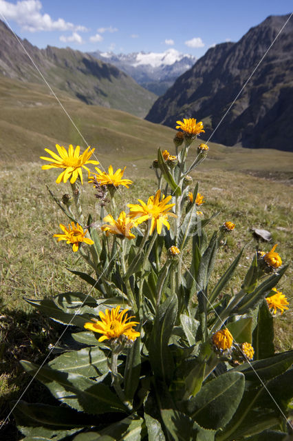 Arnica (Arnica montana)