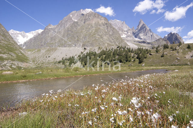 Veenpluis (Eriophorum angustifolium)