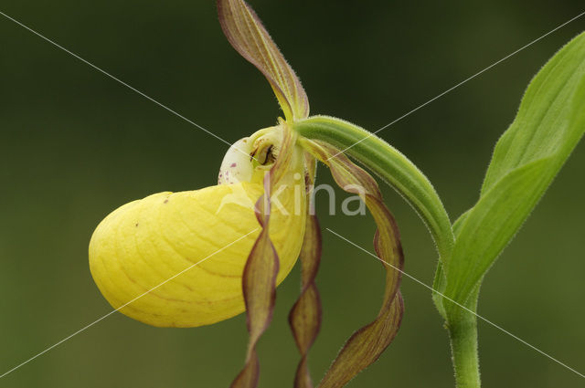 Lady’s slipper (Cypripedium calceolus)