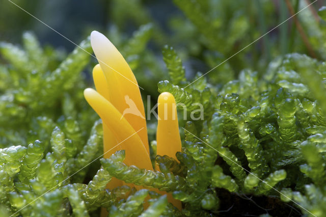 Verblekende knotszwam (Clavulinopsis luteoalba)