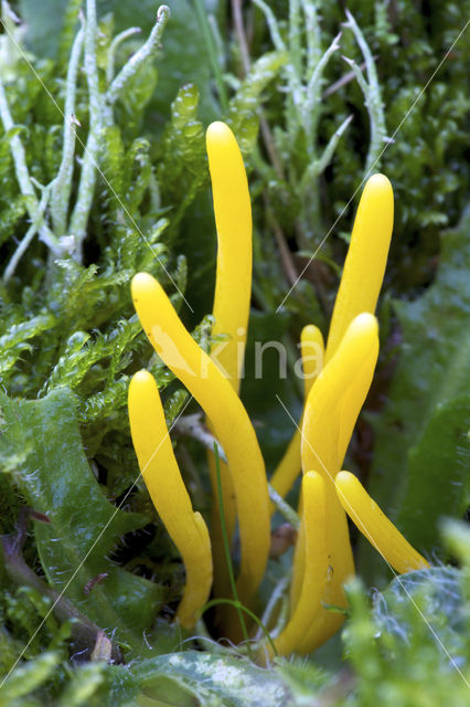 Verblekende knotszwam (Clavulinopsis luteoalba)