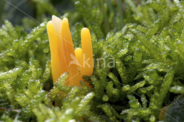 Clavulinopsis luteoalba
