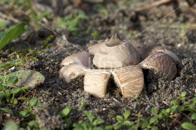 Viltige aardster (Geastrum saccatum)