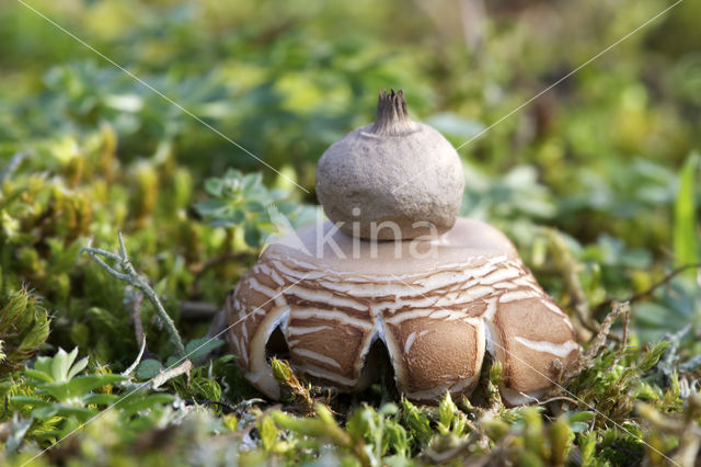 Viltige aardster (Geastrum saccatum)