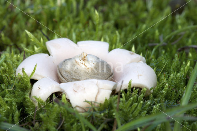 Geastrum saccatum