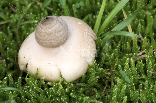 Viltige aardster (Geastrum saccatum)