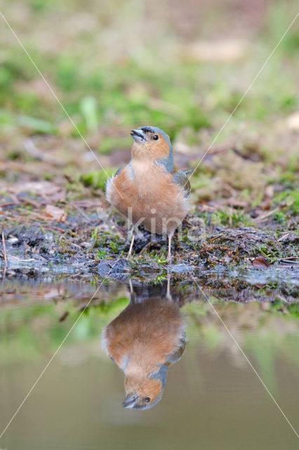 Vink (Fringilla coelebs)