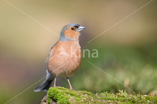 Vink (Fringilla coelebs)