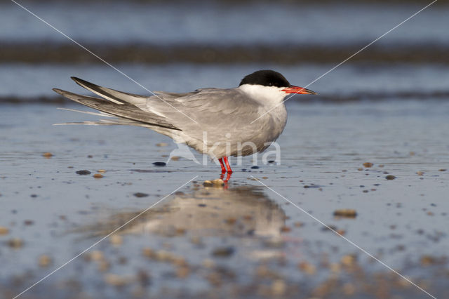 Common Tern (Sterna hirundo)