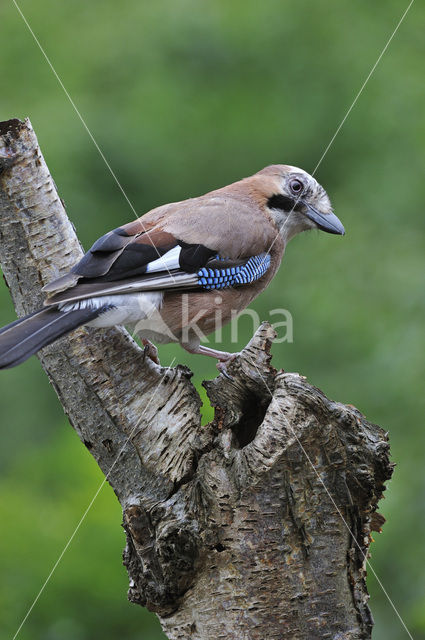 Vlaamse Gaai (Garrulus glandarius)