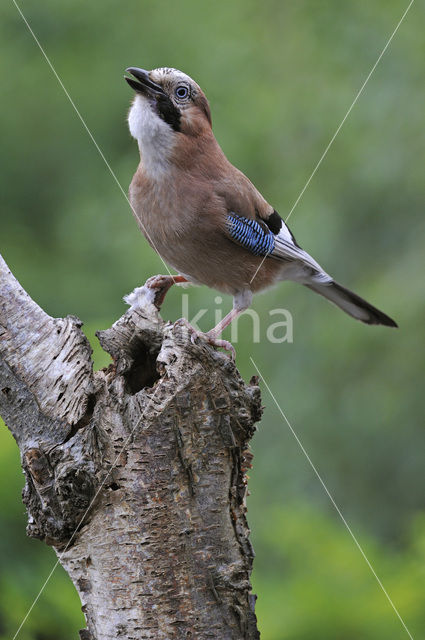 Eurasian Jay (Garrulus glandarius)