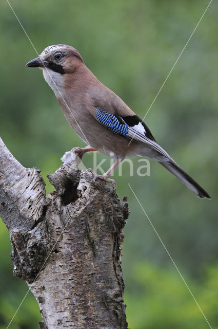Vlaamse Gaai (Garrulus glandarius)