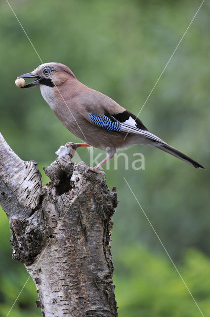 Vlaamse Gaai (Garrulus glandarius)