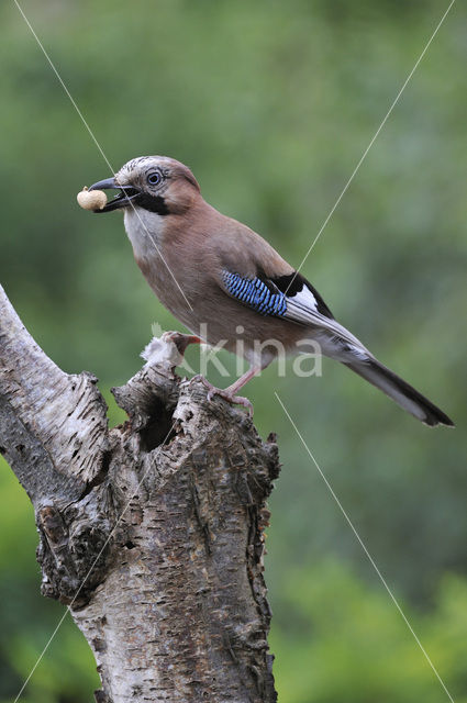 Vlaamse Gaai (Garrulus glandarius)