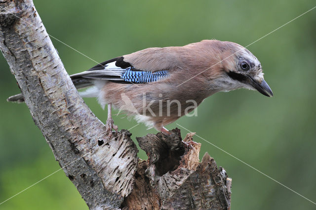 Eurasian Jay (Garrulus glandarius)