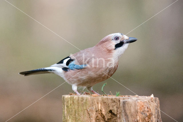 Eurasian Jay (Garrulus glandarius)