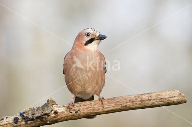 Vlaamse Gaai (Garrulus glandarius)