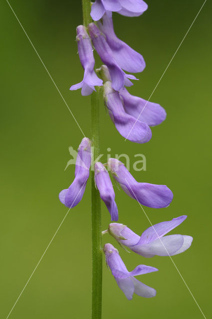 Tufted Vetch (Vicia cracca)