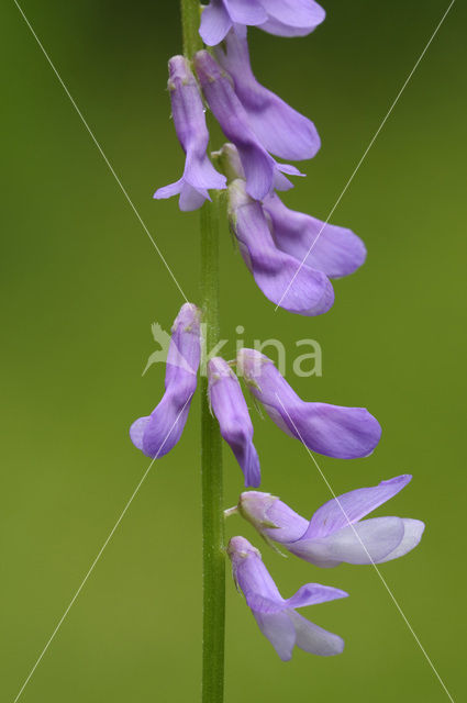 Vogelwikke (Vicia cracca)