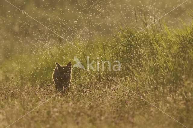 Vos (Vulpes vulpes)