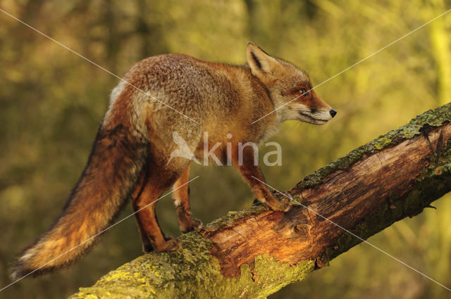 Fox (Vulpes vulpes)