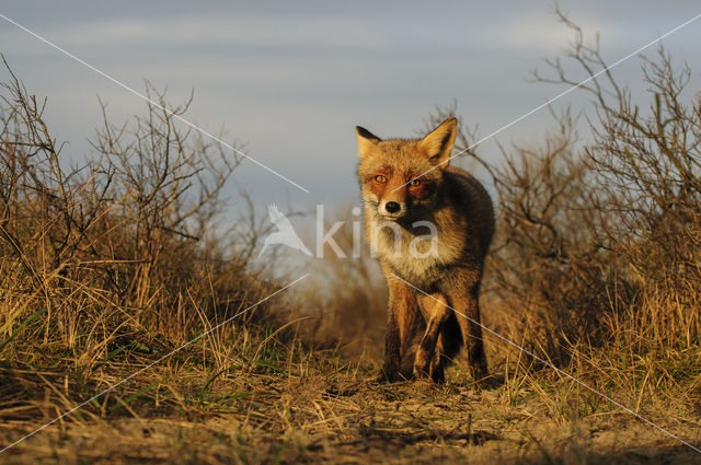 Vos (Vulpes vulpes)