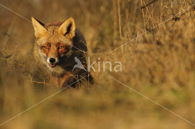 Vos (Vulpes vulpes)