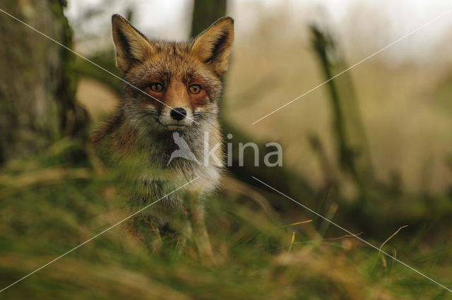 Vos (Vulpes vulpes)