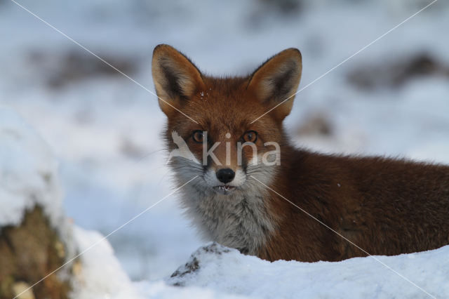 Fox (Vulpes vulpes)