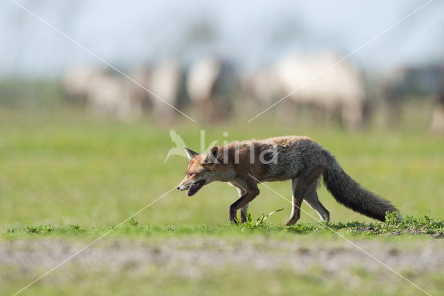 Fox (Vulpes vulpes)