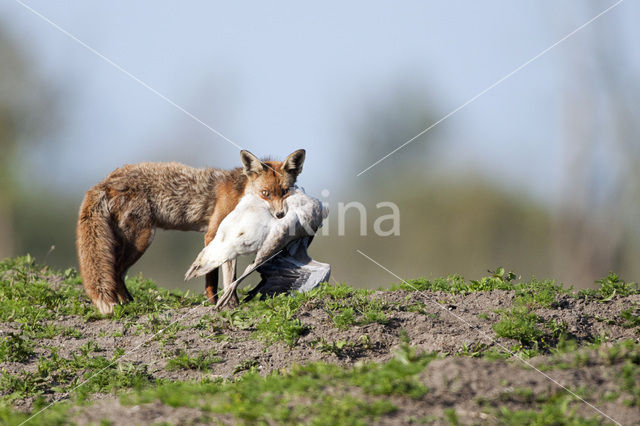 Vos (Vulpes vulpes)