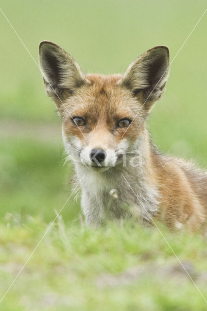 Fox (Vulpes vulpes)