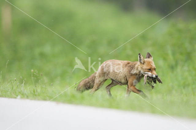 Vos (Vulpes vulpes)