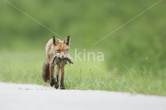 Fox (Vulpes vulpes)