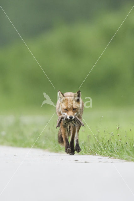 Fox (Vulpes vulpes)