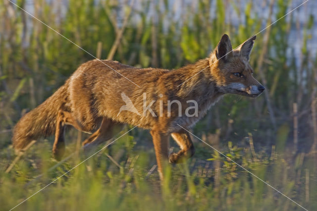 Fox (Vulpes vulpes)