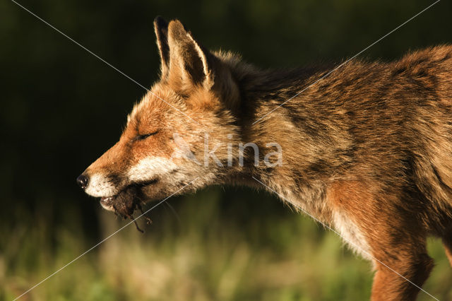 Vos (Vulpes vulpes)