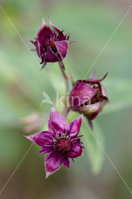 Marsh Cinquefoil (Potentilla palustris)