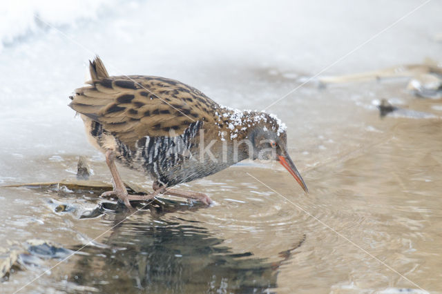 Waterrail (Rallus aquaticus)