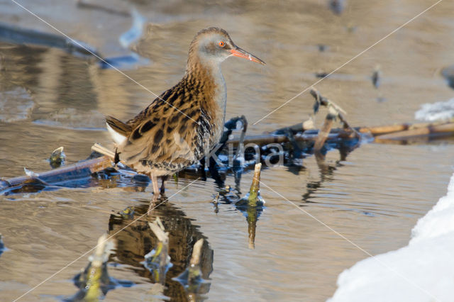 Waterrail (Rallus aquaticus)