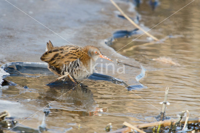 Waterrail (Rallus aquaticus)