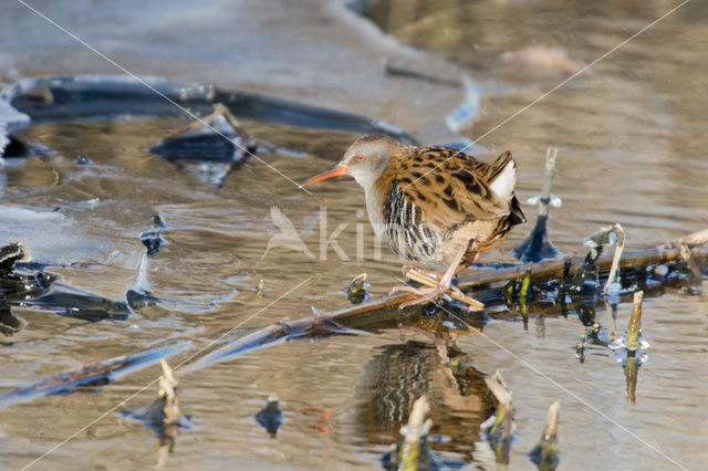 Waterrail (Rallus aquaticus)