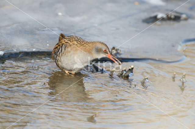 Waterrail (Rallus aquaticus)