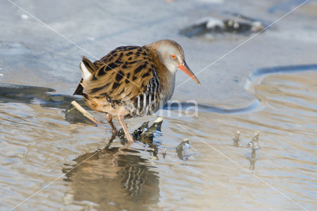 Waterrail (Rallus aquaticus)